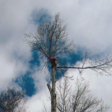 Gary Eagle Tree Service