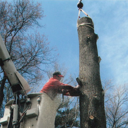 Gary Eagle Tree Service