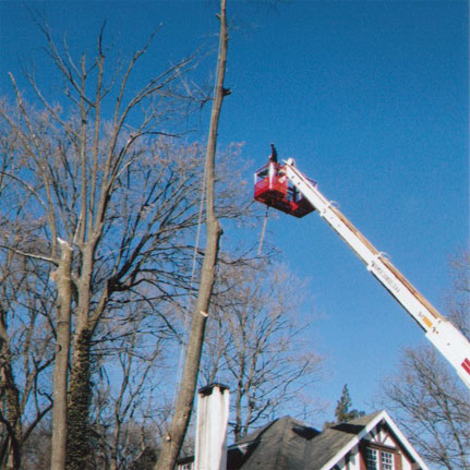 Gary Eagle Tree Service